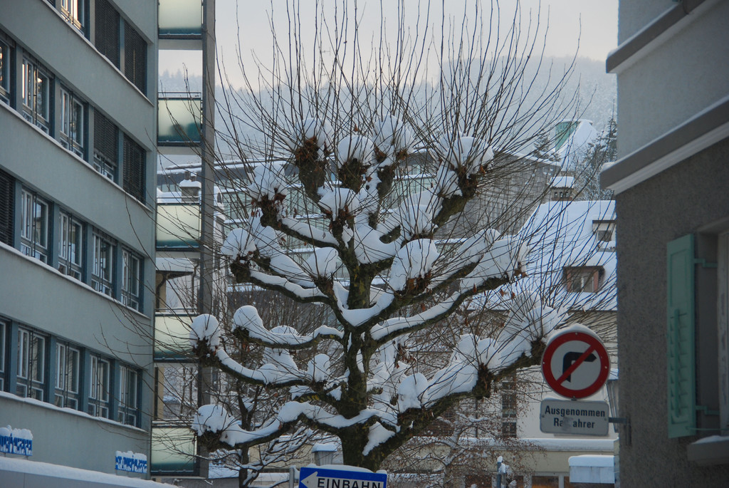 DSC_8433_jpg-1294141430