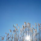 schilf_wintersonne_jpg-1294142240