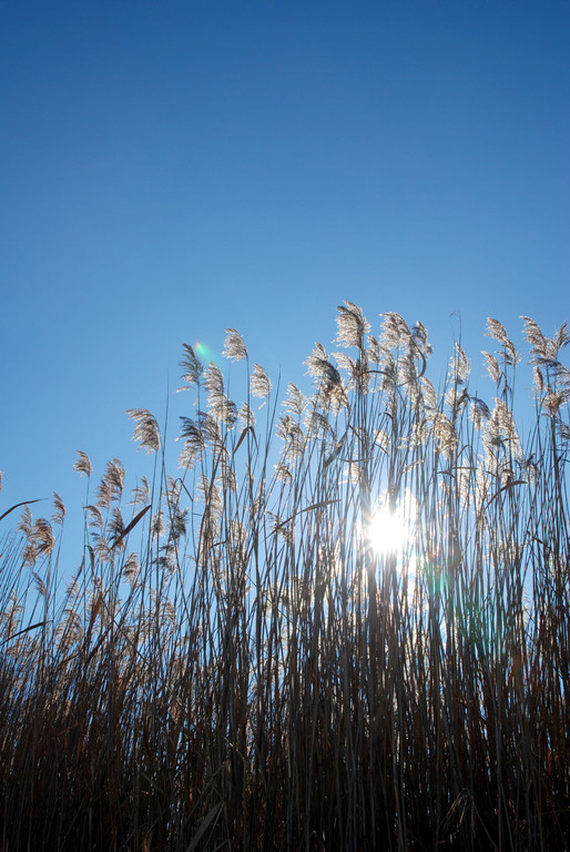 schilf_wintersonne_jpg-1294142240