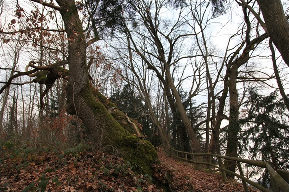 koe_Margarethenkapf _14_.jpg