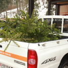 Werkhof Dornbirn Christbaum