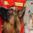 normal_08012011oerhbwinteruebungsaaktivnews012.jpg