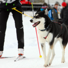 normal_09012011huskywm2aktivnews_020.jpg