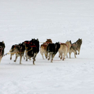 normal_09012011huskywm2aktivnews_028.jpg