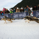 normal_09012011huskywm2aktivnews_076.jpg