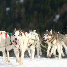 normal_09012011huskywm2aktivnews_100.jpg