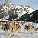 normal_09012011huskywm2aktivnews_105.jpg