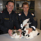katzi1.JPG
