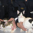 katzi2-600.jpg
