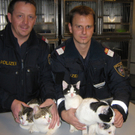 katzi2.JPG