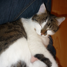 P1030959_JPG-1294775765