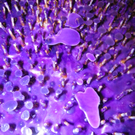 108_5226_jpg-1294778891