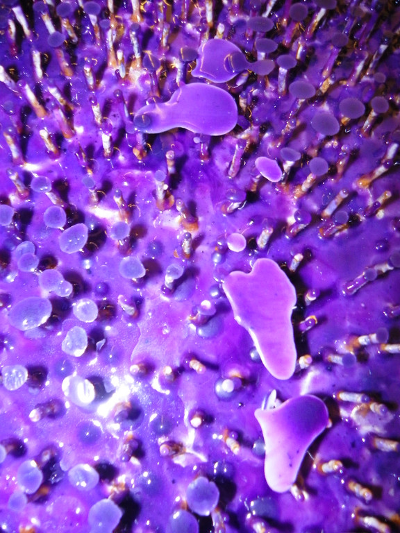 108_5226_jpg-1294778891
