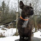 Unsere Tiere der Woche KW 2
