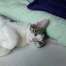 Benni