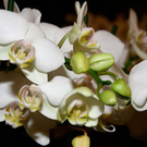 20091127_Luxury_0191.jpg