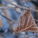 DSC_0008_1.JPG