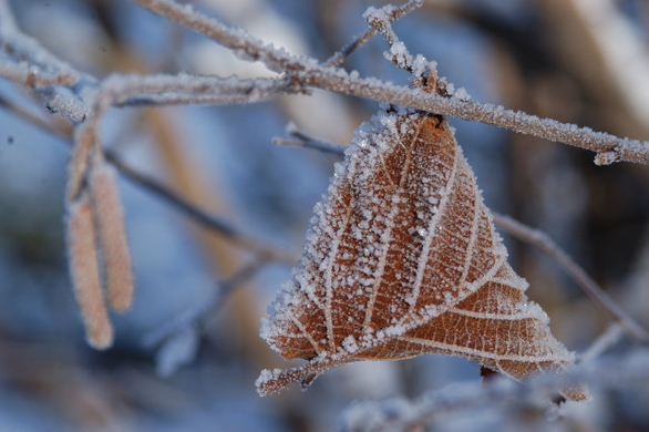 DSC_0008_1.JPG
