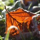 DSC_0005.JPG