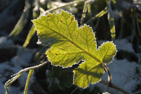 DSC_0002.JPG