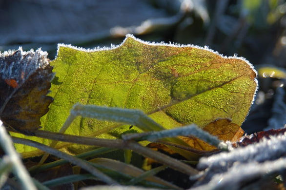 DSC_0004.JPG