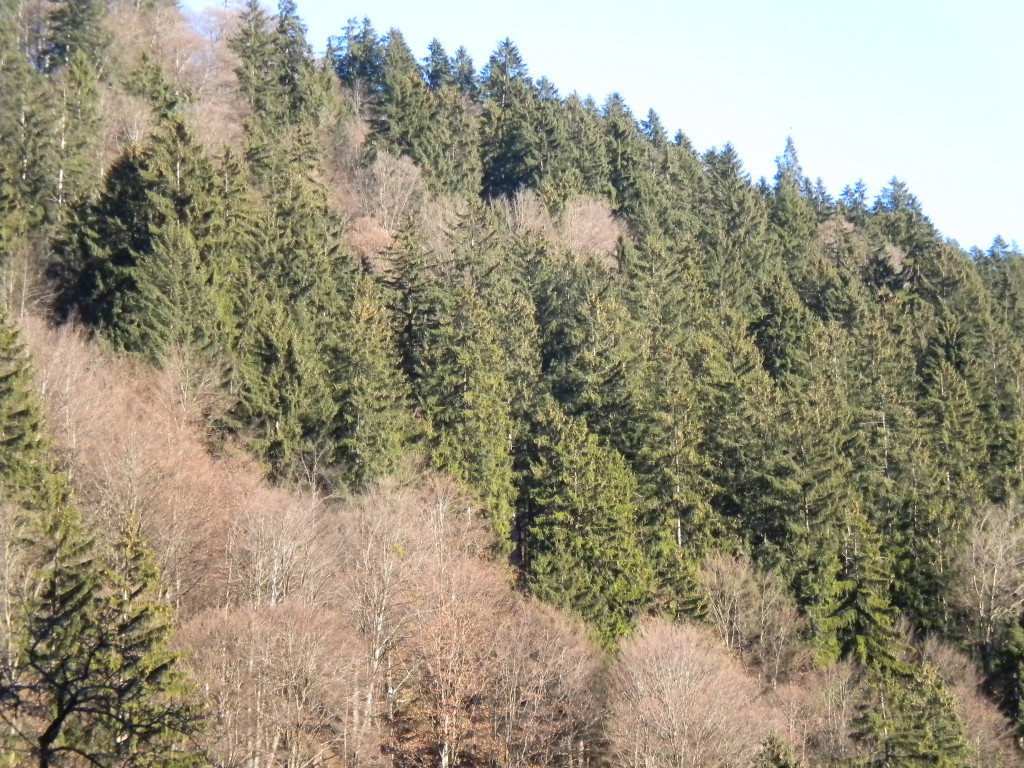 Bild 019_jpg-1295252707