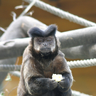 ZooSBG_Kapuziner_Phips.jpg