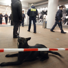hund.jpg