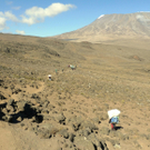 Kilimanjaro_Pf__nderv__gel4.jpg