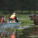 Hippo-Angriff.JPG