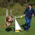 mini-Agility _6__JPG-1295694021