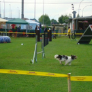 mini-Agility _8__JPG-1295694026