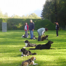 mini-Begleithundetraining _14__jpg-1295694110