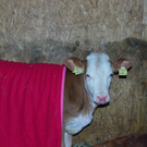 Fotos vom mutigen Kalb