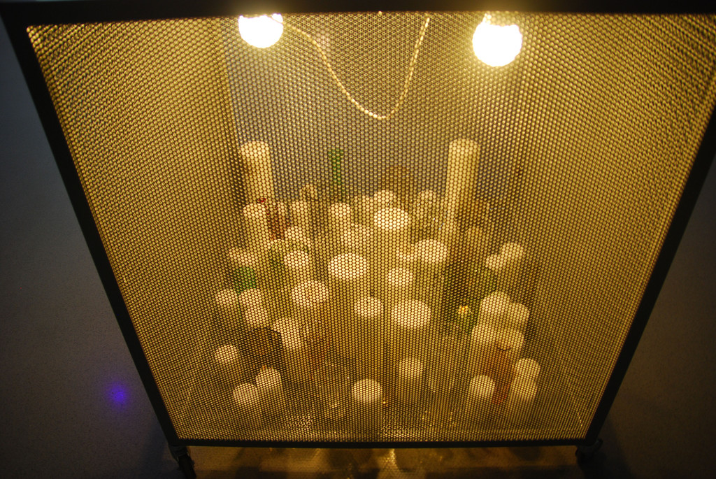 DSC_8774_jpg-1295804778