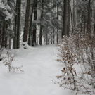 normal_24012011ebenauwinterschlaffdaktivnews_068.jpg