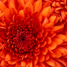 Chrysanthemum_jpg-1295880000