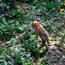 tiger4.jpg