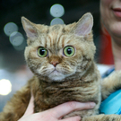 20091128_haustiermesse_0263.jpg