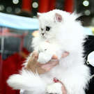 20091128_haustiermesse_0264.jpg