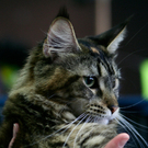 20091128_haustiermesse_0278.jpg