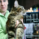 20091128_haustiermesse_0286.jpg