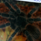20091128_haustiermesse_0301.jpg
