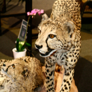 20091129_haustiermesse_0007.jpg