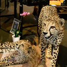 20091129_haustiermesse_0008.jpg