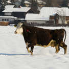 KuhBergheim28011105.jpg
