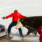 KuhBergheim28011107.jpg