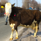 KuhBergheim28011108.jpg