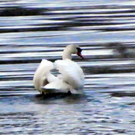 108_9060_jpg-1296238416