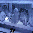 108_8483_jpg-1296261067